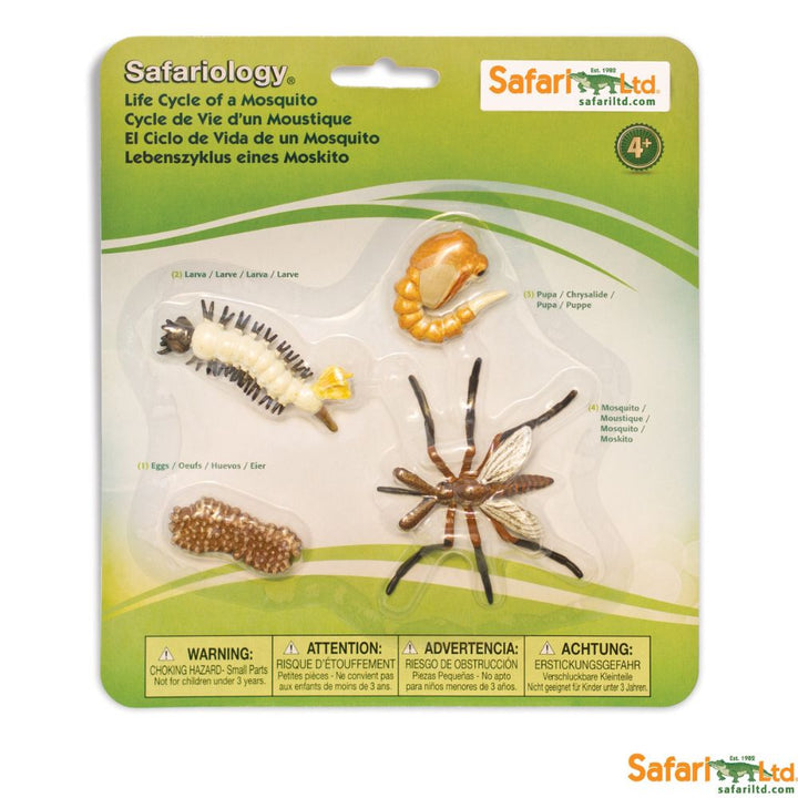 cycle de vie d'un moustique - Eveil Montessori Maroc