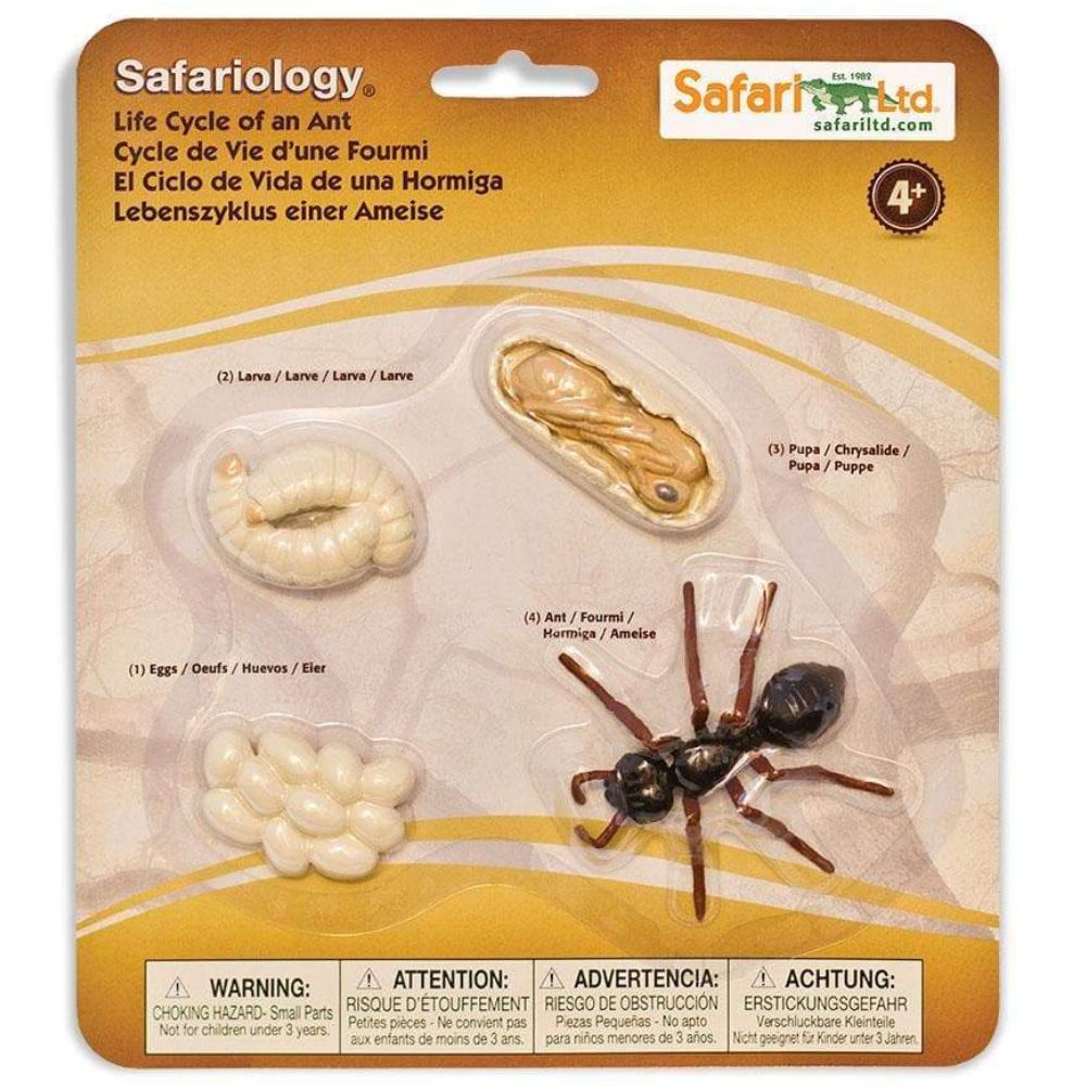 Cycle de vie d'une fourmi - Eveil Montessori Maroc