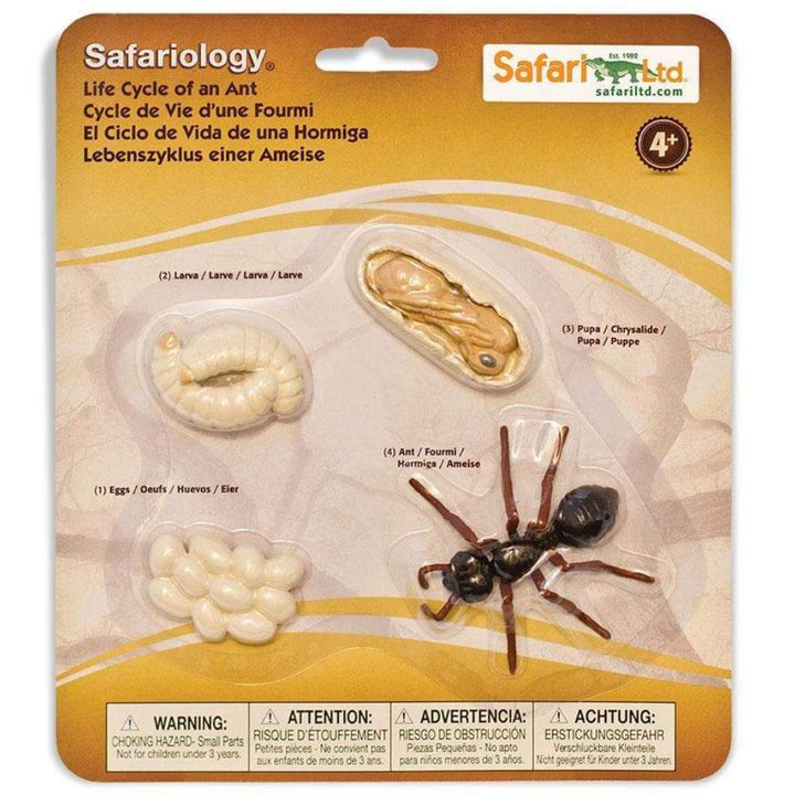 Cycle de vie d'une fourmi - Eveil Montessori Maroc