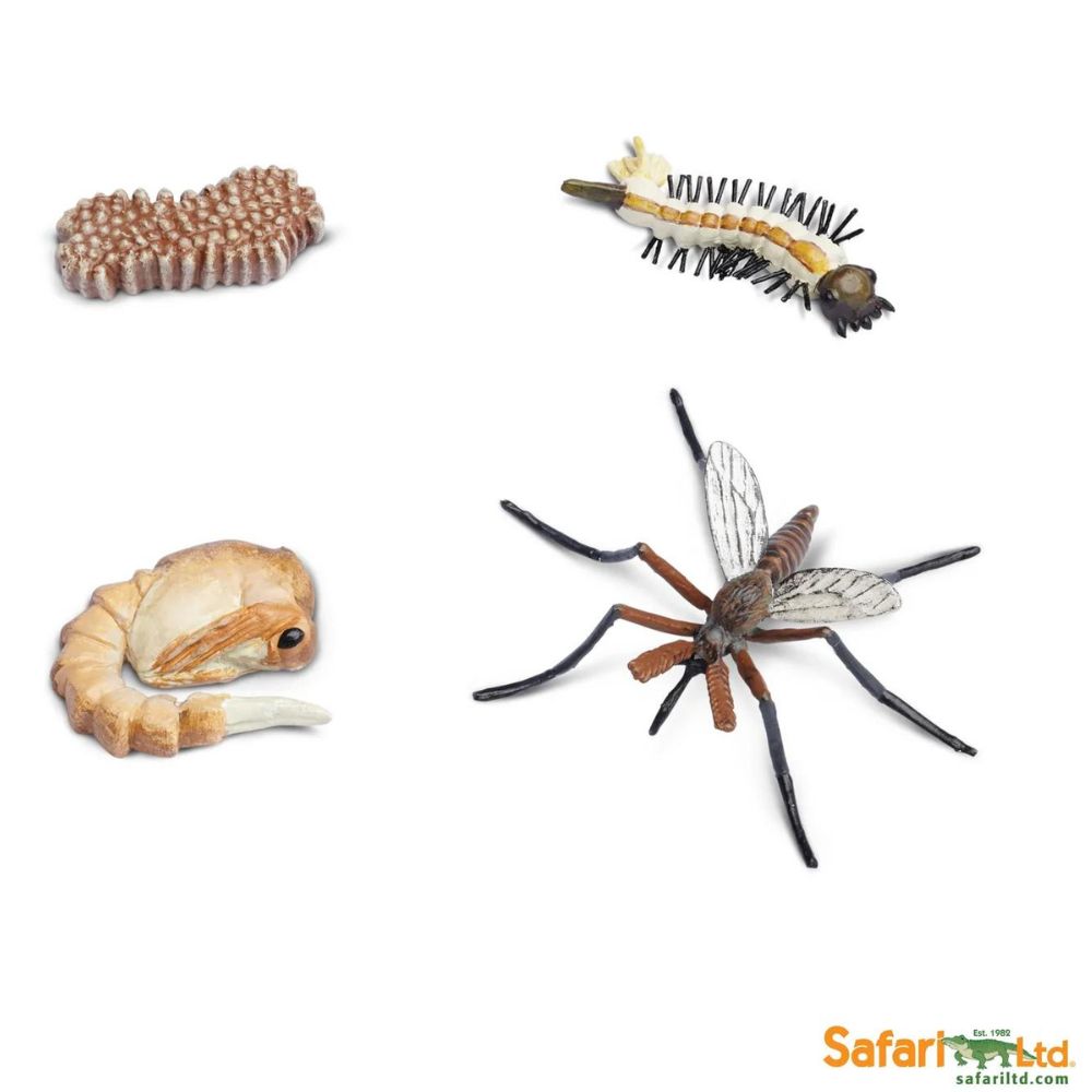 cycle de vie d'un moustique - Eveil Montessori Maroc