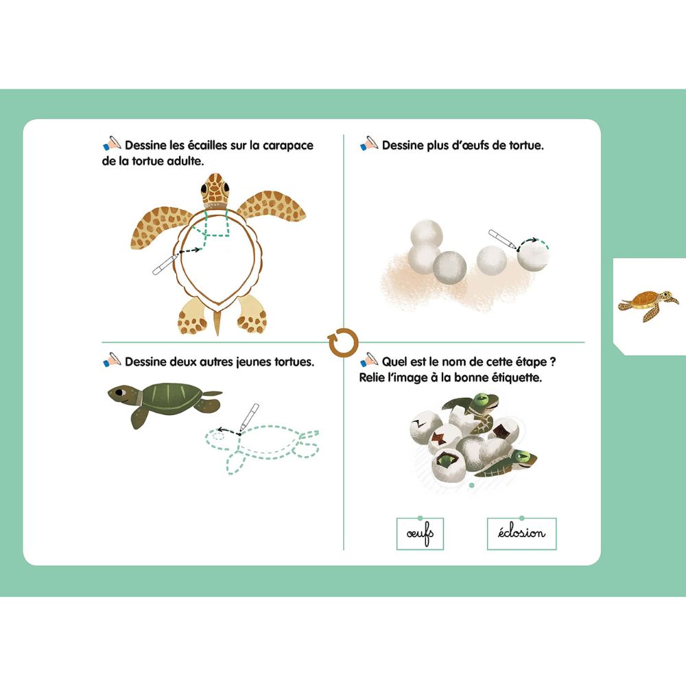 Les livres-ardoises - Les Cycles de vie Montessori - Eveil Montessori Maroc