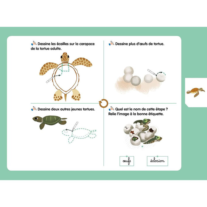 Les livres-ardoises - Les Cycles de vie Montessori - Eveil Montessori Maroc