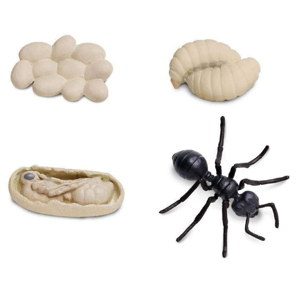 Cycle de vie d'une fourmi - Eveil Montessori Maroc