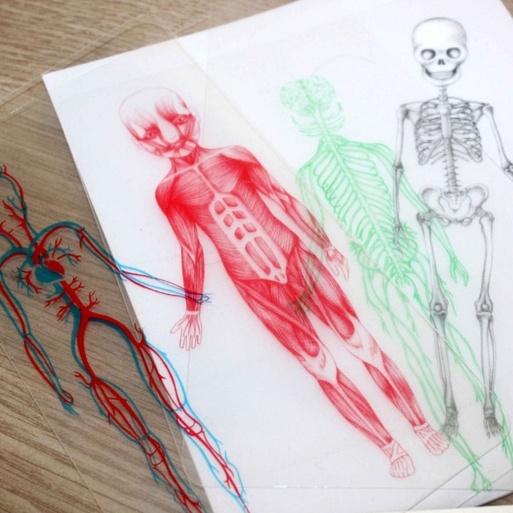 Mon coffret Montessori du corps humain - 6/9 ans - Eveil Montessori Maroc