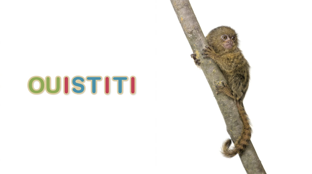 Mon imagier niveau 2 avec digrammes : Céline Alvarez - Eveil Montessori Maroc