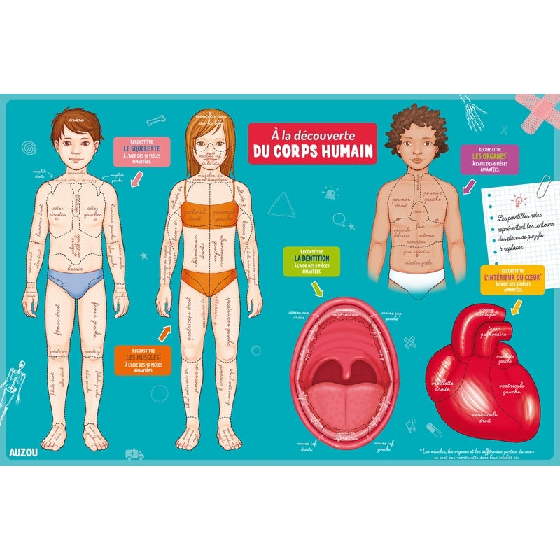 À la découverte du corps humain - Eveil Montessori Maroc