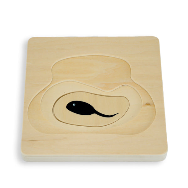 Puzzle cycle de vie de la grenouille - Eveil Montessori Maroc