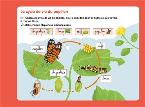Les livres-ardoises - Les Cycles de vie Montessori - Eveil Montessori Maroc