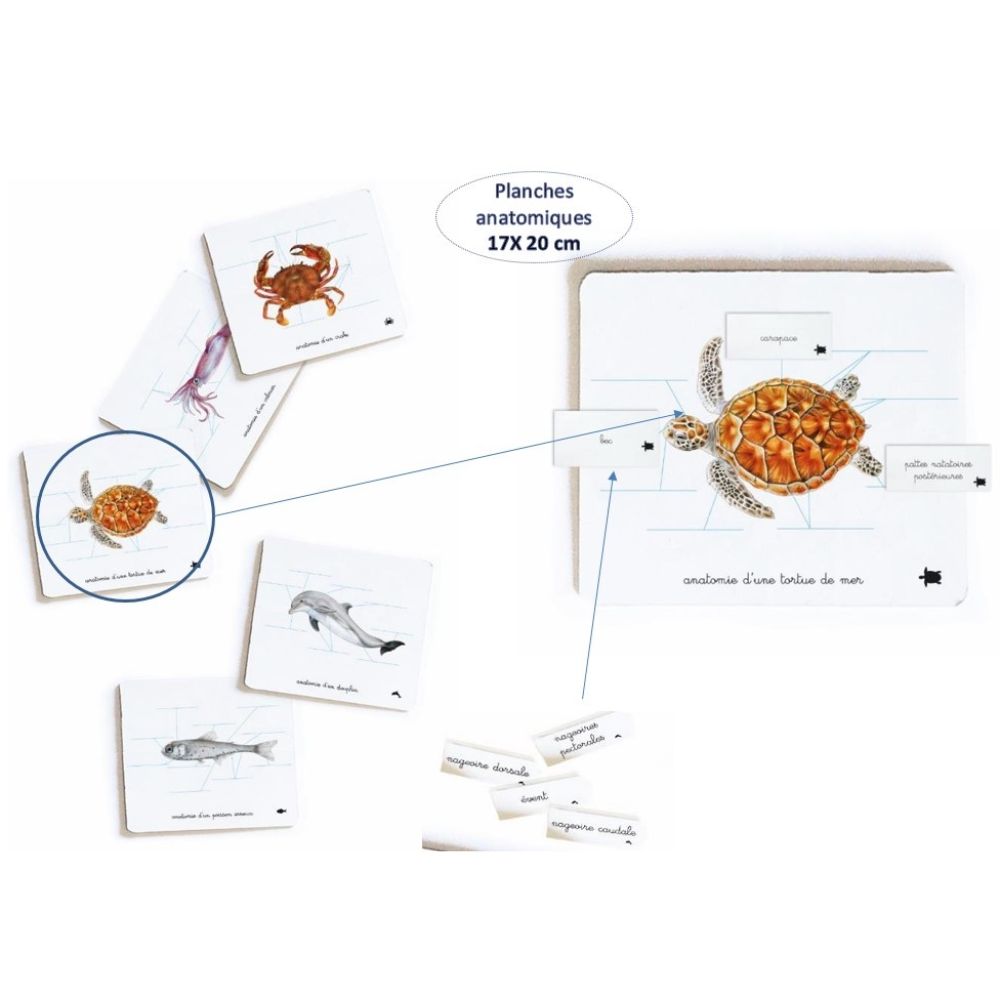 Mon coffret Montessori des océans - Pour découvrir la diversité de la faune océanique dès 3 ans - Eveil Montessori Maroc