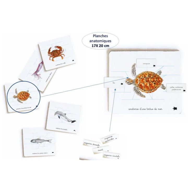 Mon coffret Montessori des océans - Pour découvrir la diversité de la faune océanique dès 3 ans - Eveil Montessori Maroc