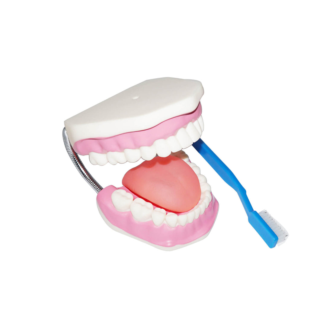 Modèle de brossage des dents géant - Bouche - Eveil Montessori Maroc